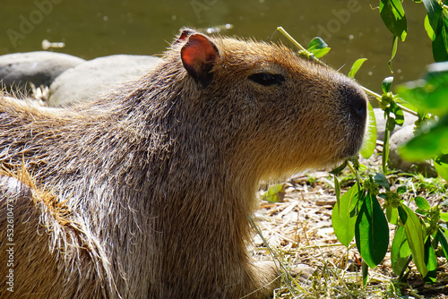 Capybara in Willowbank wildlife reserve Christchurch New Zealand