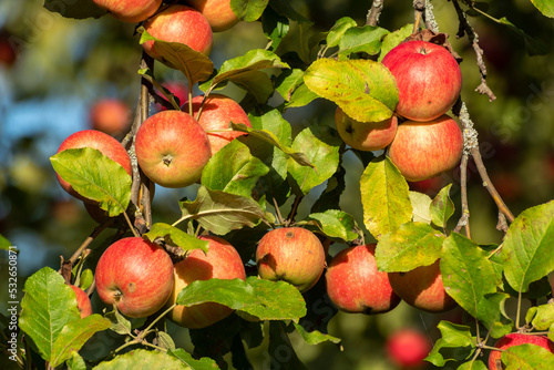 Reife, rote Äpfel hängen am Ast eines Apfelbaums im Sonnenschein