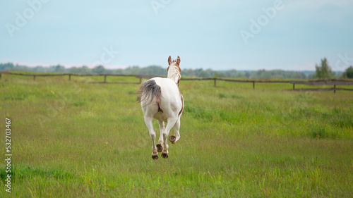 Pinto horse runs through the pasture, rear view. The mare raise her tail. Horse butt, the vulva.