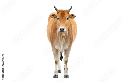 zebu isolated on white background