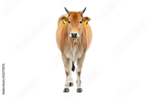 zebu isolated on white background