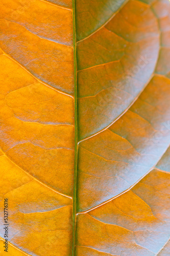 close-up macro picara tropical leaf background fresh orange leaves plant foliage abstract pattern.idea for autumn wallpaper,botanical backdrop,natural design.