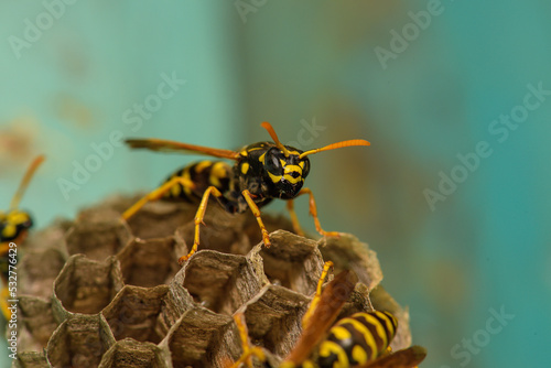 Wasp hive with wasps on a wooden door, Kharkiv, Ukraine