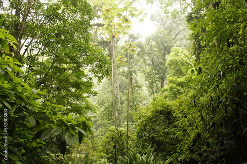 Selva tropical de Guatemala Centroamérica en el mes de Mayo. Reserva Natural Las Escobas, localizada en Puerto Barrios, Izabal.