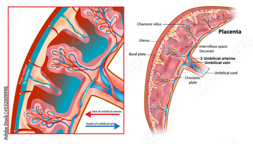 Human Fetus Placenta Anatomy. Structure of the chorionic villus, fetal part of the placenta. Schematic illustration of a segment of the placenta