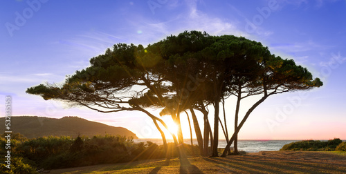 The sun shines through a picturesque group of pine trees at sunset. Tuscany, Italy, Gulf of Baratti.