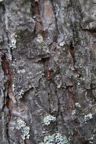 Ant on a tree