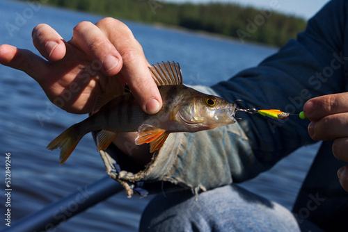 The hands of a man hold a caught fish on the lake. The perch is caught on the bait with a hook in the mouth. Fishing in nature.
