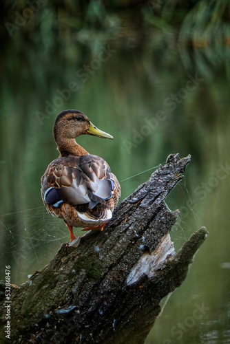 duck in the water