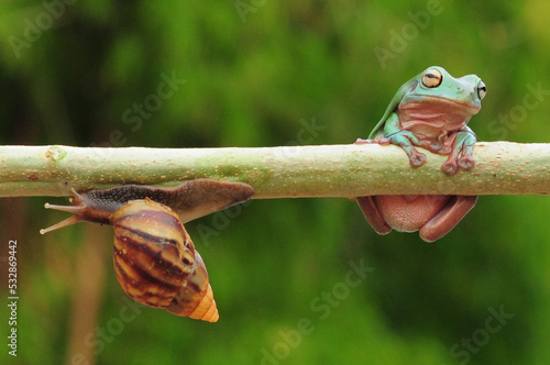 frogs and snails on a tree branch, frog, snail,