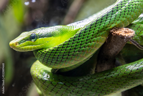 The red-tailed green ratsnake (Gonyosoma oxycephalum) is a species of snake in the family Colubridae. The species is endemic to Southeast Asia. It lives and spends its life in the trees 