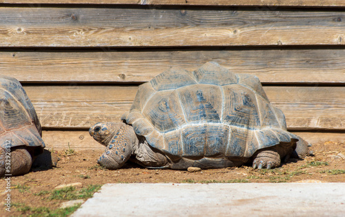 Tortue éléphantine dites géante des Seychelles ou d'Aldabra,(Aldabrachelys gigantea)