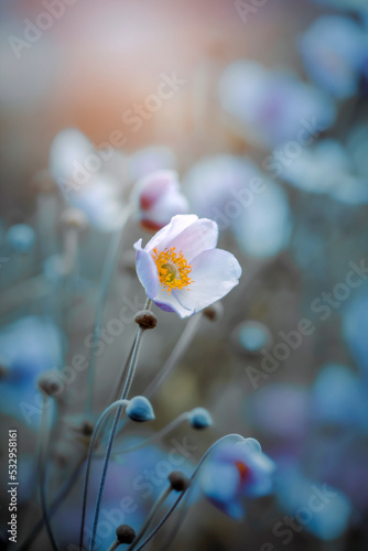 Piękny zawilec japoński. Kolorowe kwiaty anemonów kwitnących latem w ogrodzie. Rośliny ozdobne. Delikatne płatki zawilca. Rozmyte pastelowe tło. 