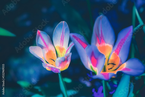 Surreale Nahaufnahme einer Tulpe im farbenfrohes Blumenmeer aus Tulpen im Grugapark Essen. Blüten im Licht und Sonnenschein im Park.