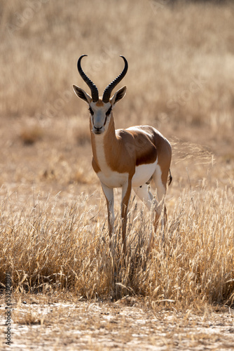 Springbok, Antidorcas marsupialis, Afrique du Sud