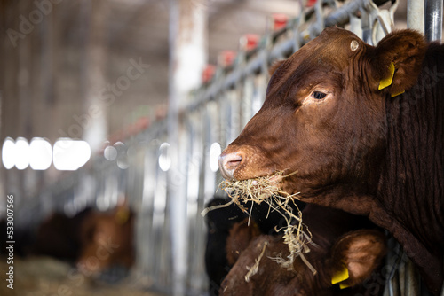 Bull in cowshed eating hay at cattle farm. Domestic animals breeding and husbandry.