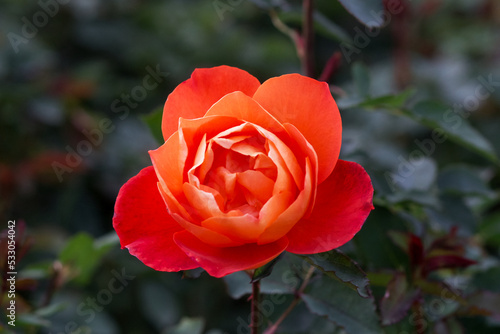 Beautiful rose flower "rosa super trouper" close-up