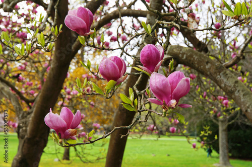 Close-up of beautiful pink magnolia flowers growing in botanical gardens in Christchurch New Zealand
