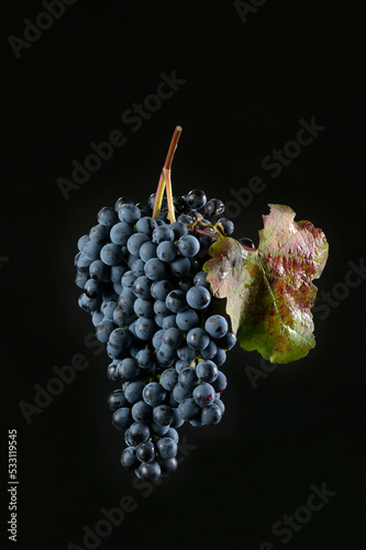 grappolo d'uva Lambrusco