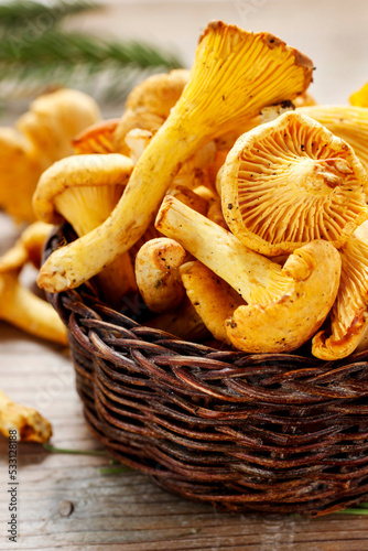 Cantharellus cibarius, commonly known as the chanterelle, golden chanterelle or girolle.