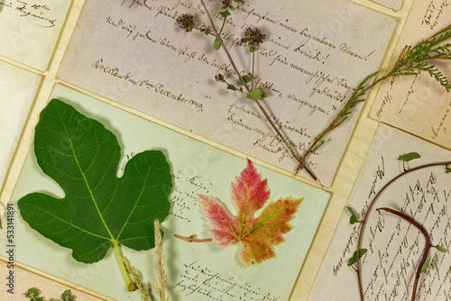 Vegetabiles Stillleben Konzept mit Blättern und Kräutern vor Briefen aus dem 19. Jahrhundert