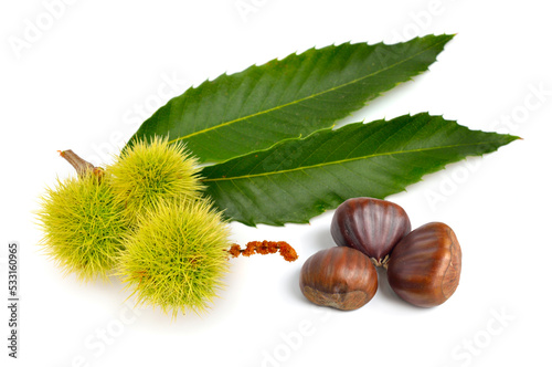 Castanea sativa, or sweet chestnut fruit. Isolated on white background.