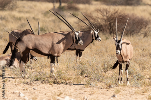 oryx gazelle, gemsbok, Oryx gazella, Parc national Kalahari, Afrique du Sud