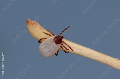 Tique du hérisson (Ixodes hexagonus)