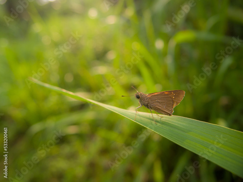 butterfly on a leaf macro photography brown color 