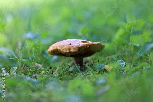 Jesienny grzyb rośnie na leśnej polanie. 