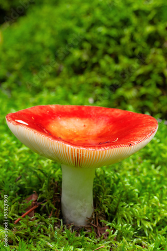 Closeup of poisonus red russula mushroom or Rssula emetic mushroom. Wild mushroom growing in forest. Ukraine.