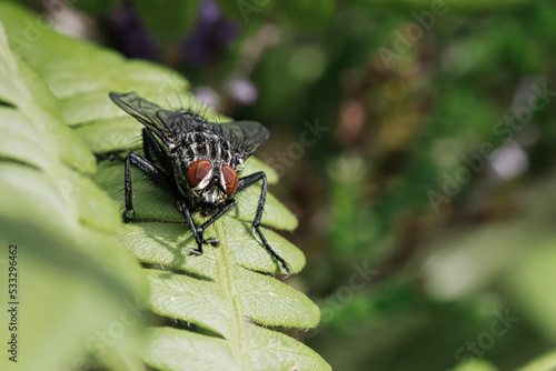 Flesh fly on a green leaf with light and shadow. Hairy legs in black and gray.