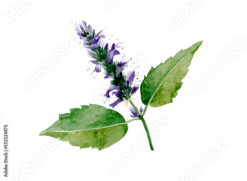 Watercolor patchouli illustration. Hand drawn patchouli branch with leaves and flowers isolated on transparent background. Herbal medicine and aroma therapy. Cosmetics and medical plant.