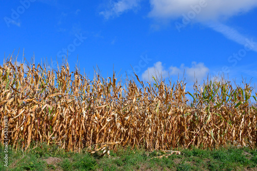Champ de maïs après la sécheresse en Bretagne - France