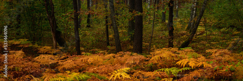 September dense deciduous forest with lush orange and yellow ferns. widescreen panoramic view