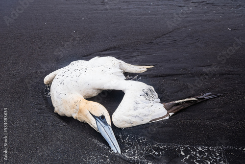 Dead northern gannet o the Diamond Beach (Iceland)