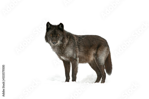 canadian black wolf isolated on white background