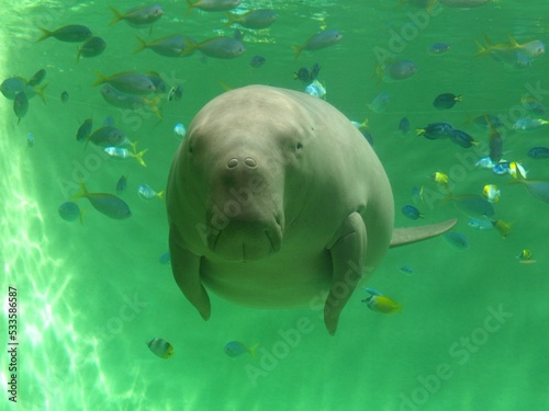 三重県の鳥羽水族館のジュゴンのセレナ、日本