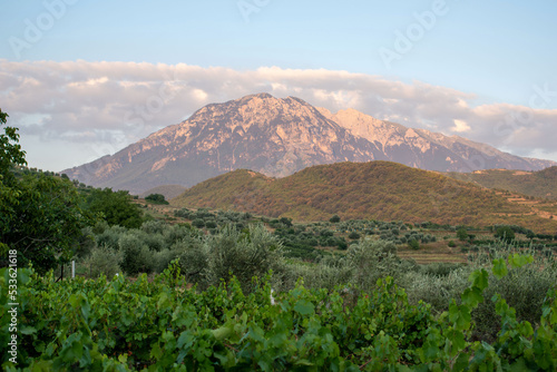 Vignoble albanais près de la ville de Berat