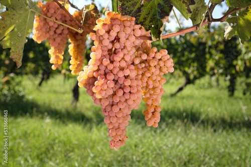 Bunch of pink grapes on the vine bush at the vineyard plantation during sunset, close up view.