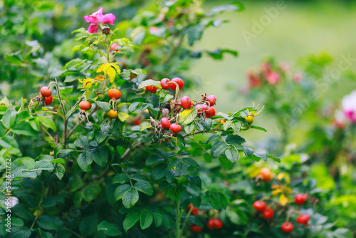 Red fruits of wild roses in the garden