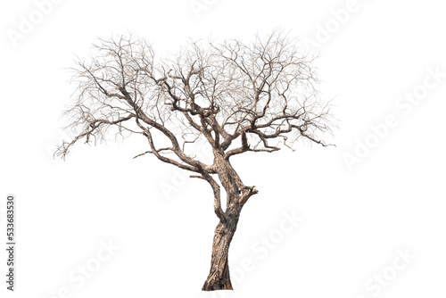 Dead tree on the white background