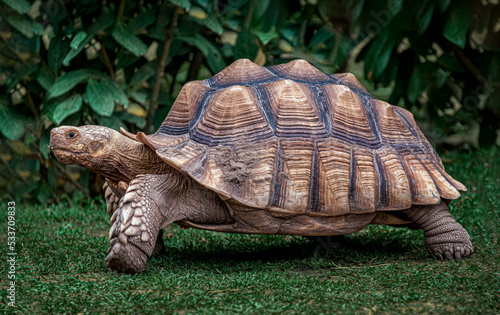 old turtle on the grass