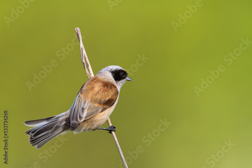 Bird Remiz pendulinus Penduline Tit perched on tree Poland Europe