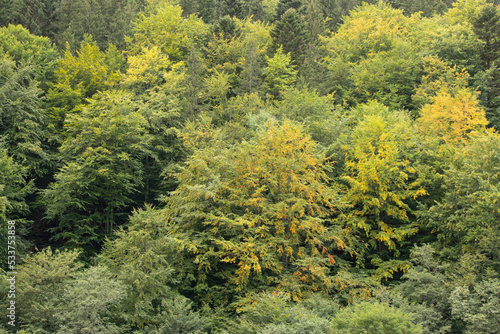Coniferous Carpathian forest in Ukraine in autumn, green trees in the mountains