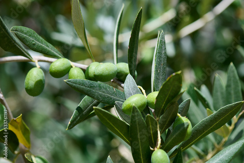 Oliwki dojrzewają w ciepłym klimace Włoch, Gargano. Drzewo oliwkowe, oliwa z oliwek. Zieleń.