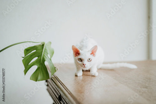 Biały kociak rasy Devon Rex na stole obok monstery