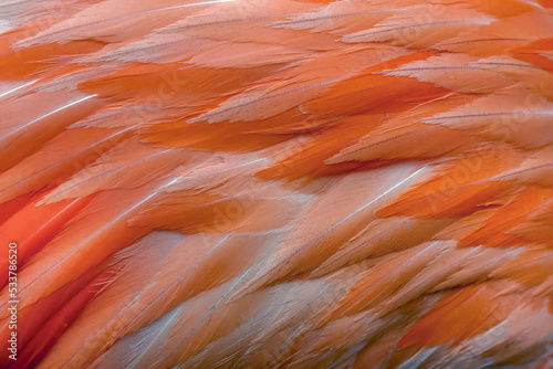 Pattern in pink American flamingo feathers
