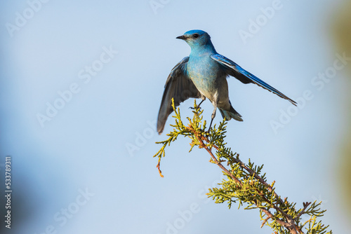 Mountain bluebird