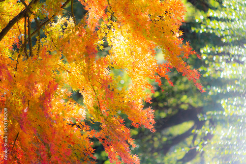 ソフトイメージに写した秋の紅葉 